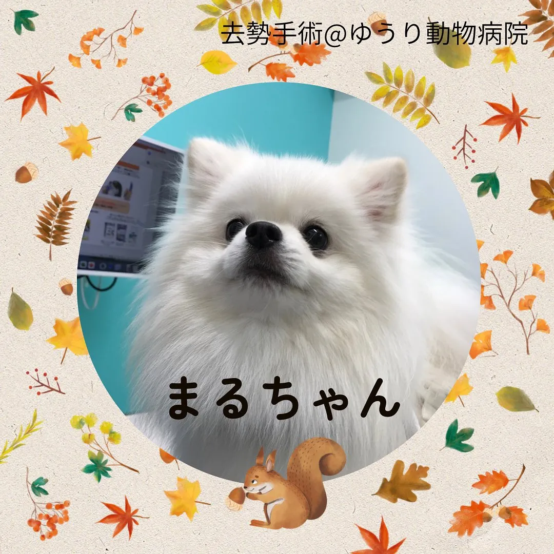 【去勢手術　犬ちゃん】