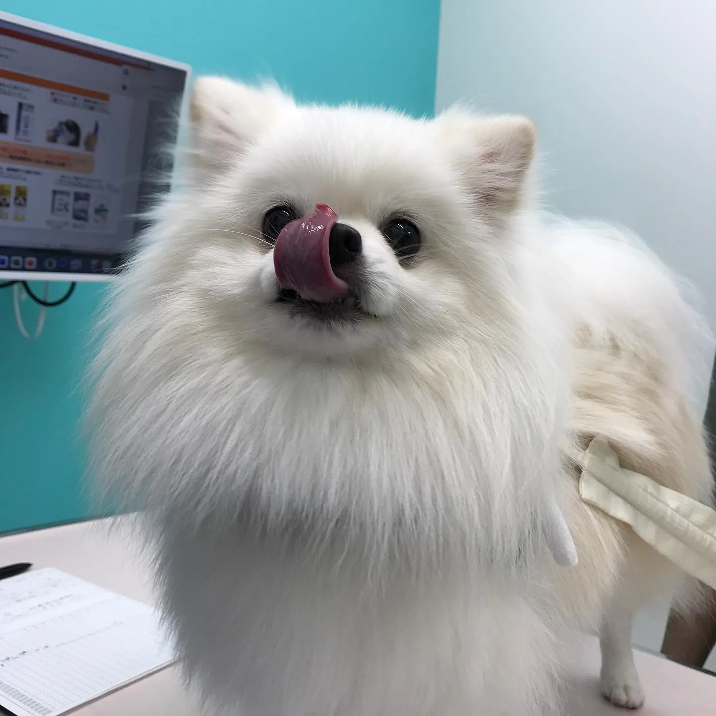 【去勢手術　犬ちゃん】