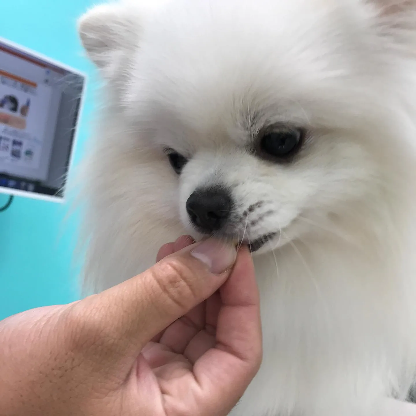 【去勢手術　犬ちゃん】