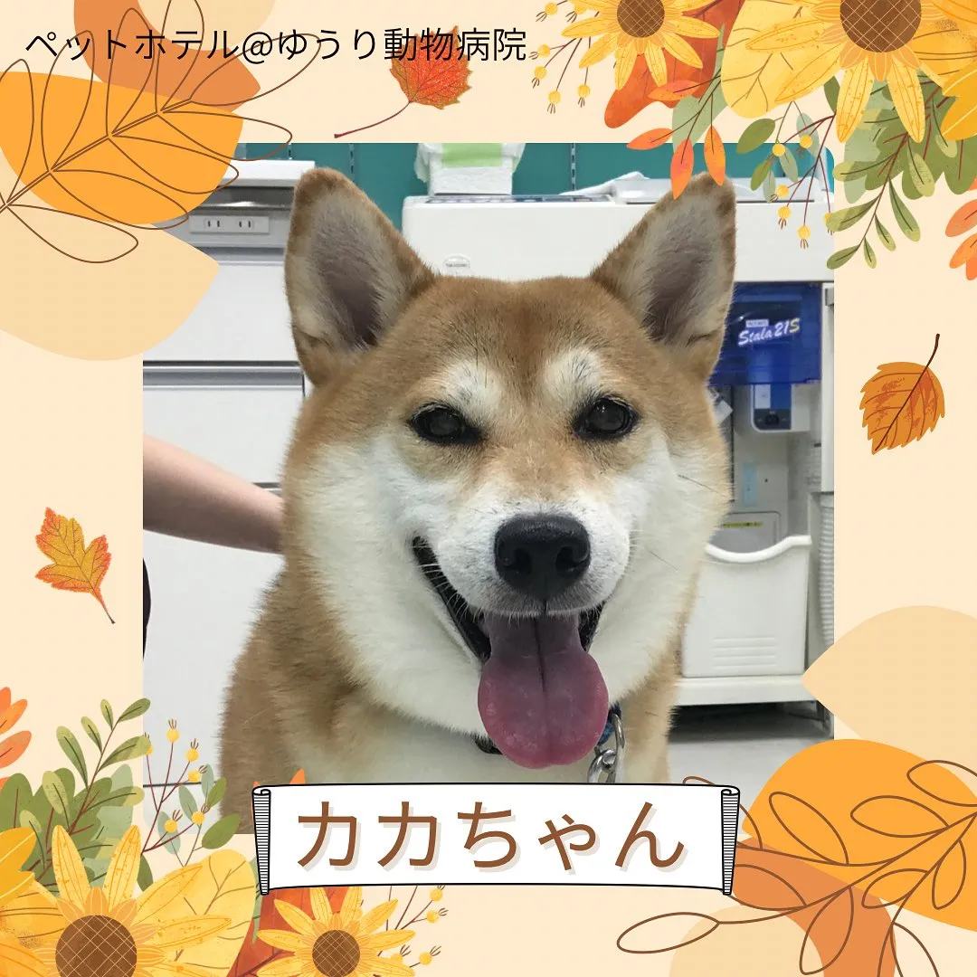 【ペットホテル　犬ちゃん】