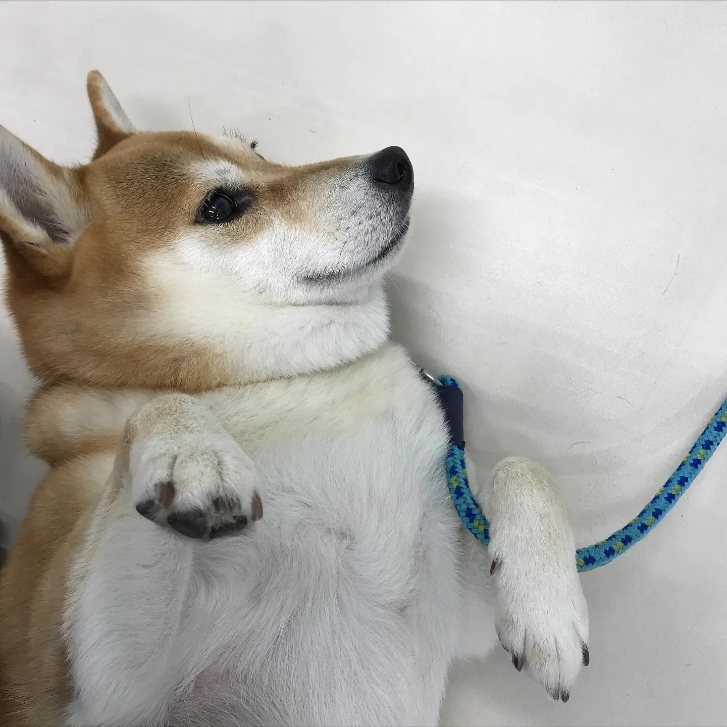 【ペットホテル　犬ちゃん】