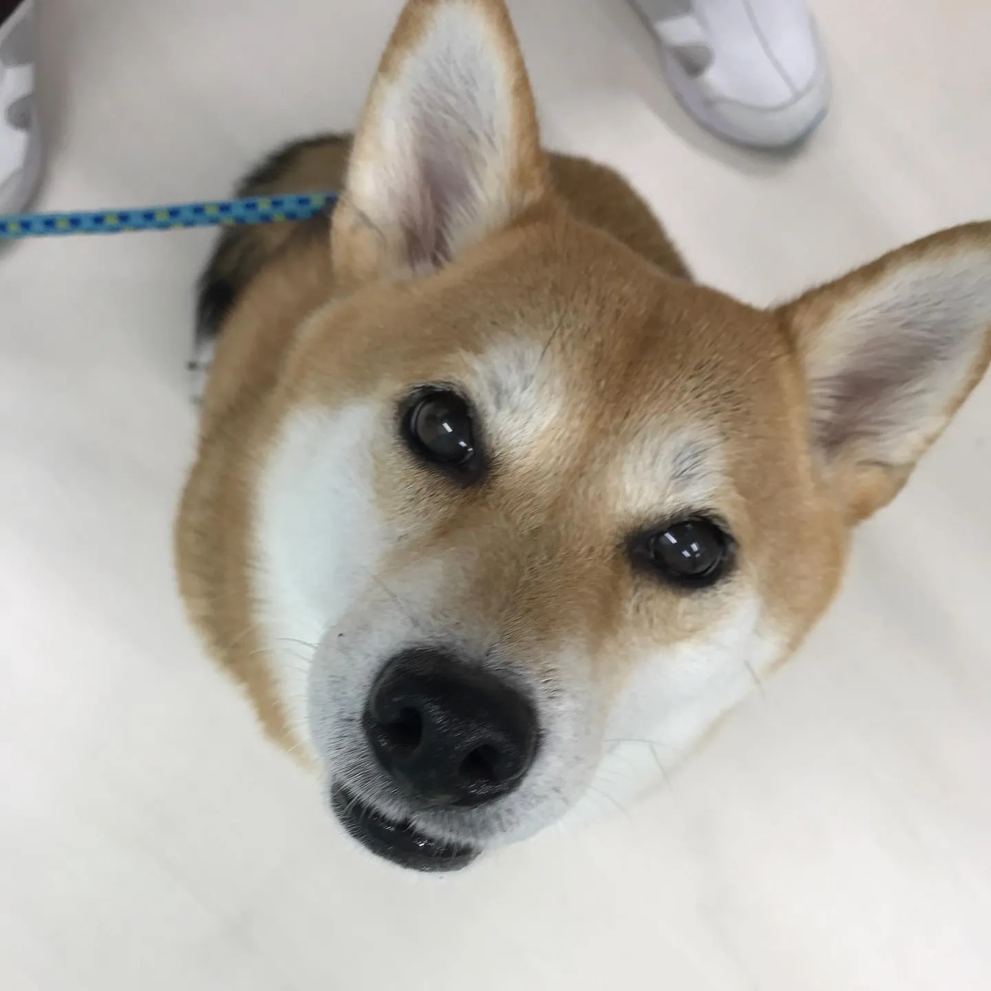 【ペットホテル　犬ちゃん】