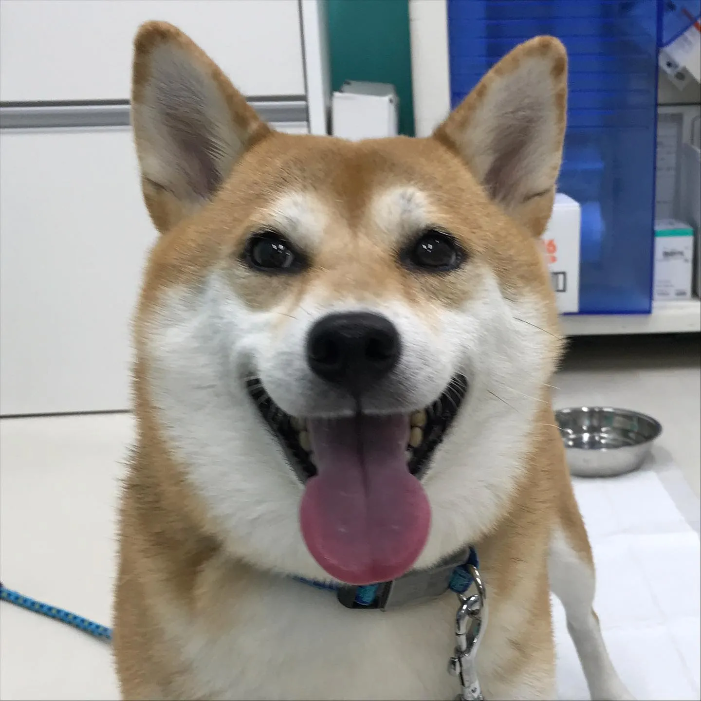 【ペットホテル　犬ちゃん】