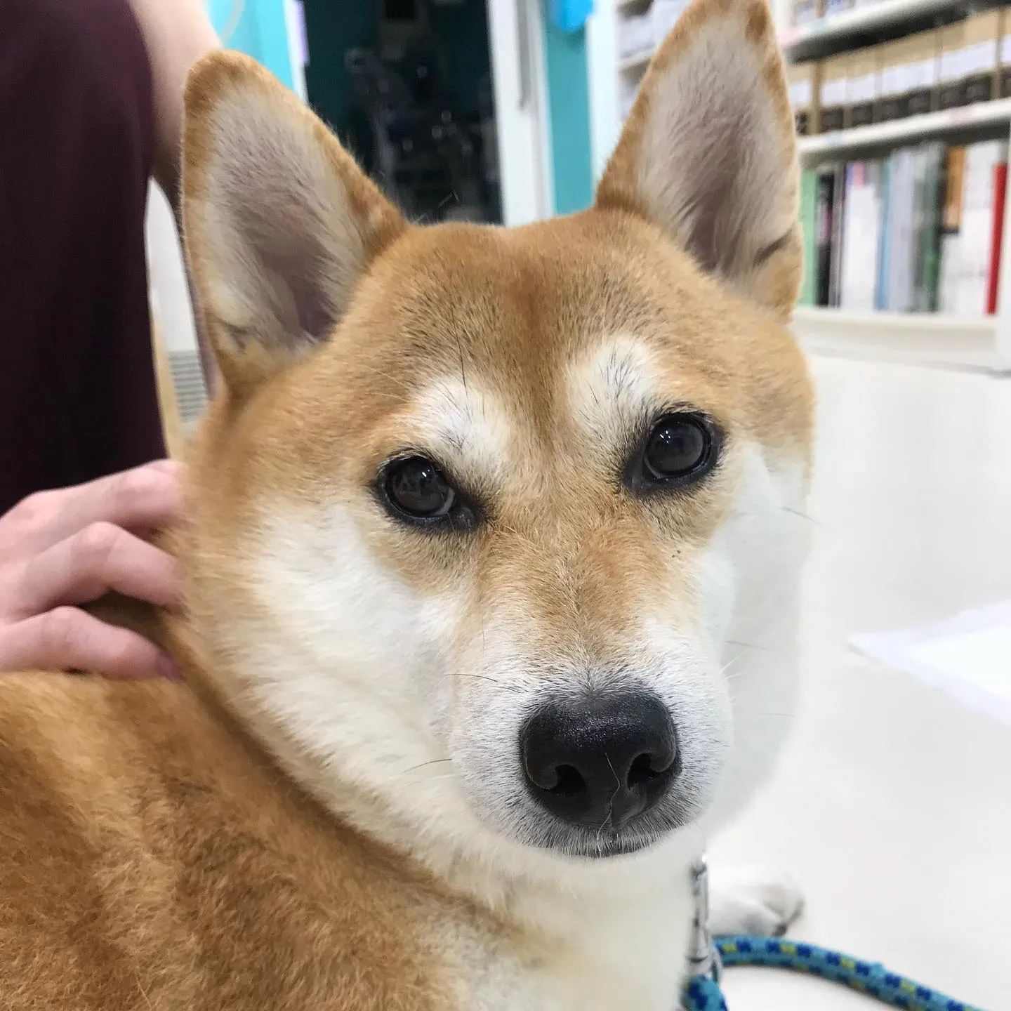 【ペットホテル　犬ちゃん】