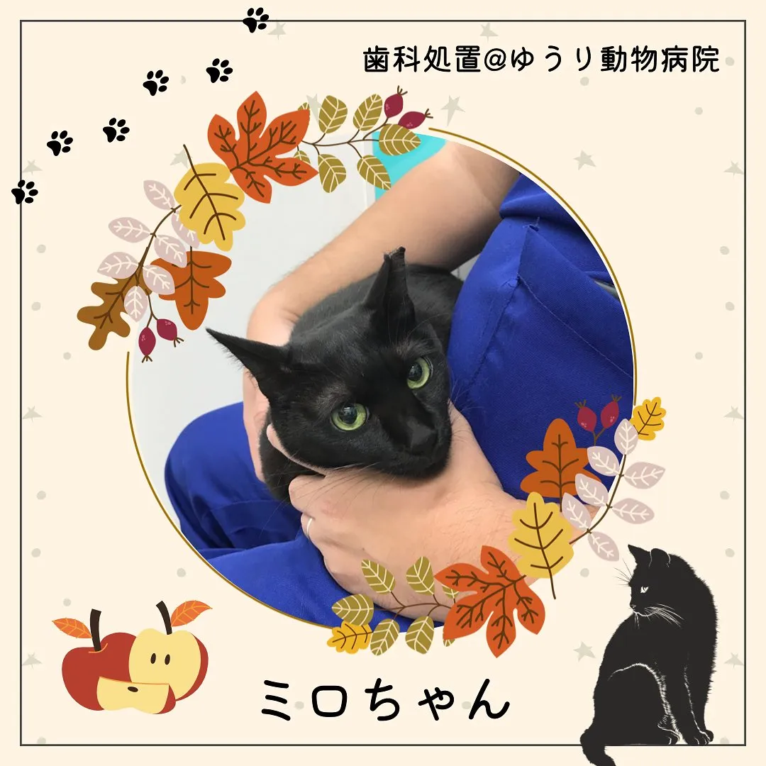 【歯科処置　猫ちゃん】