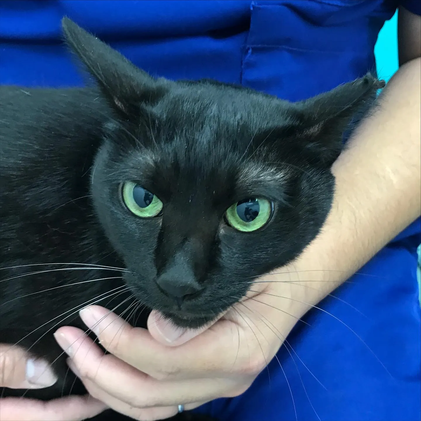 【歯科処置 猫ちゃん】