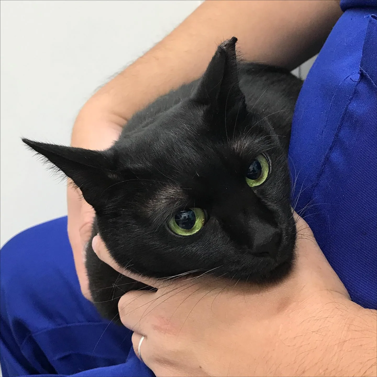 【歯科処置 猫ちゃん】