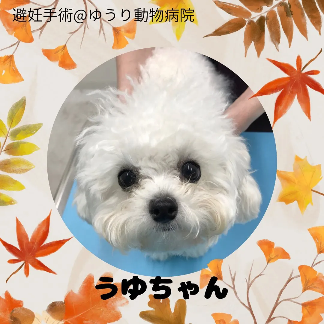 【避妊手術　犬ちゃん】