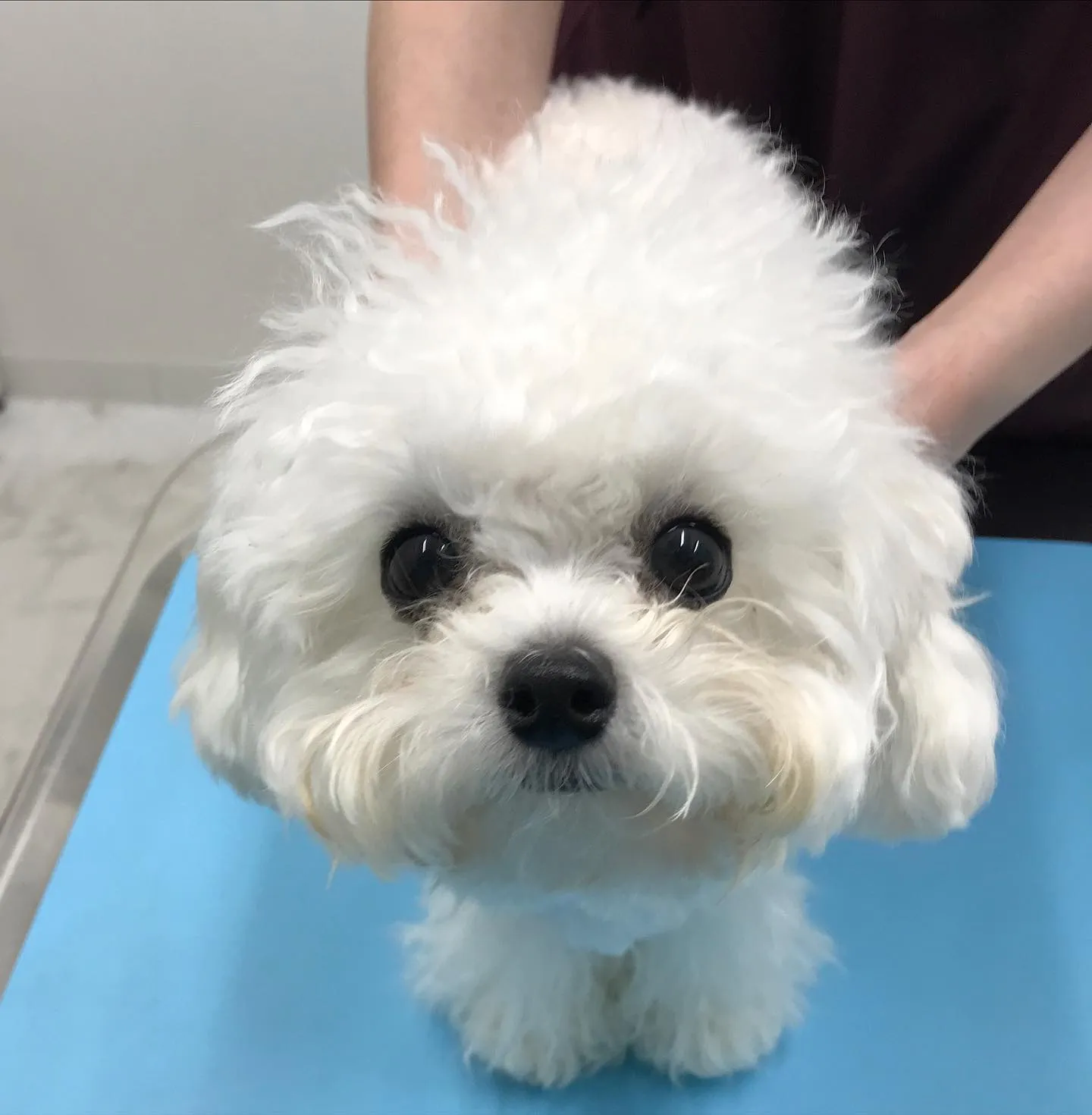 【避妊手術 犬ちゃん】