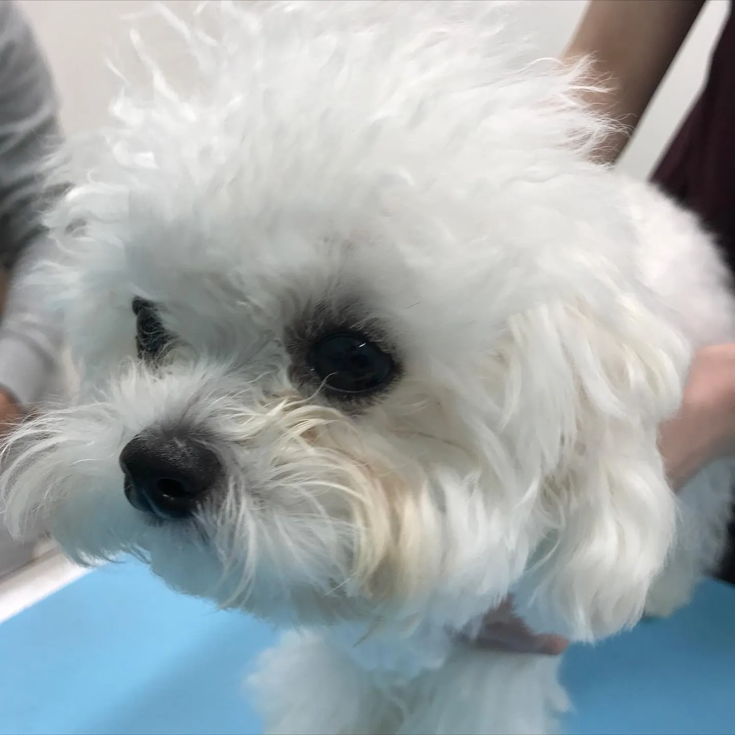 【避妊手術 犬ちゃん】