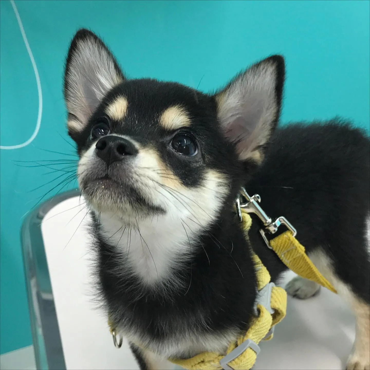 【パピーパーティー】