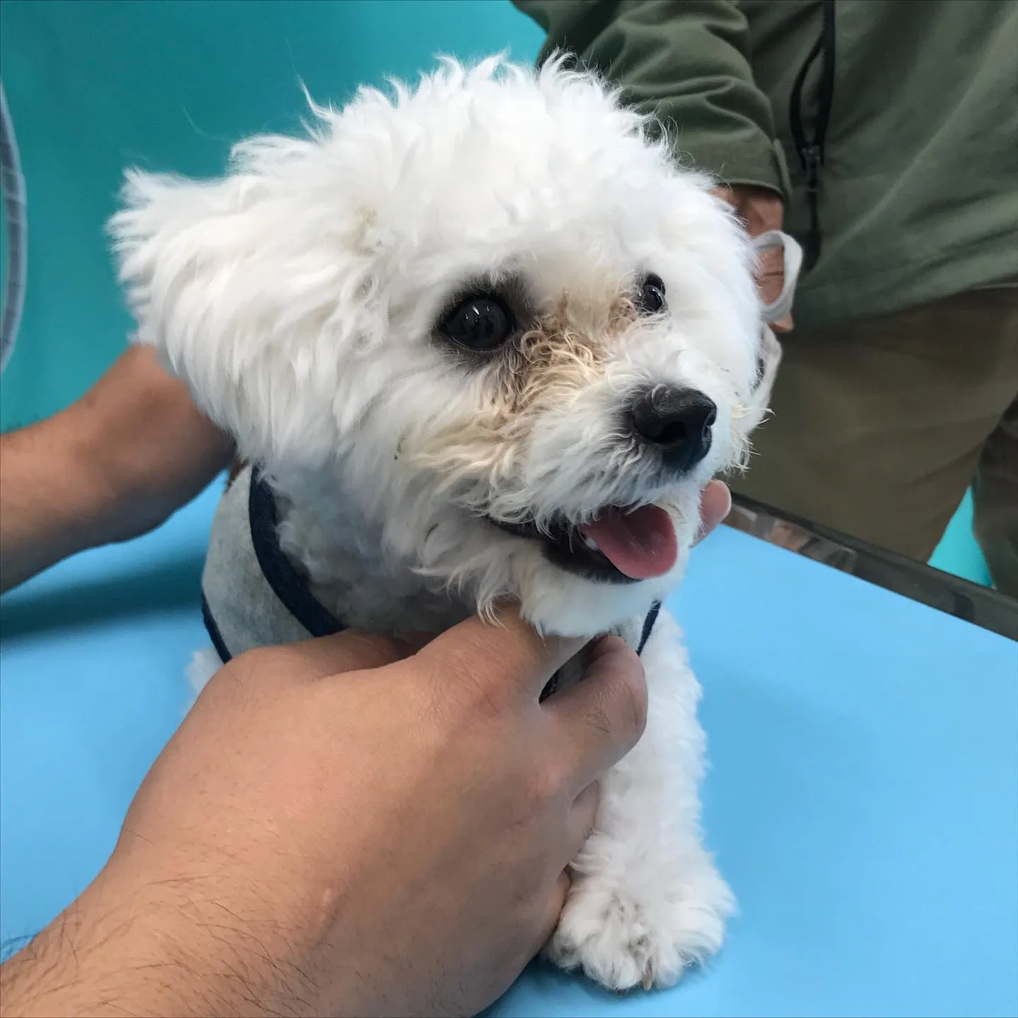 【パピーパーティー】