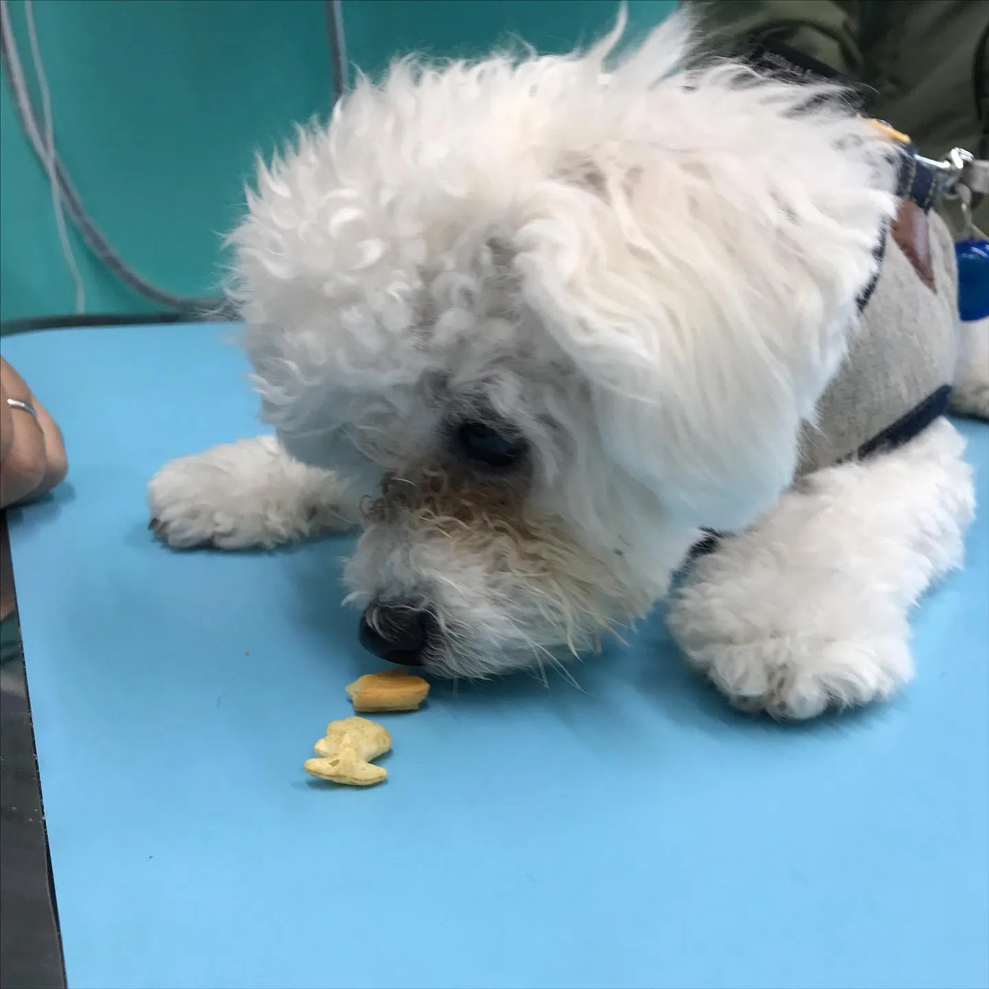 【パピーパーティー】