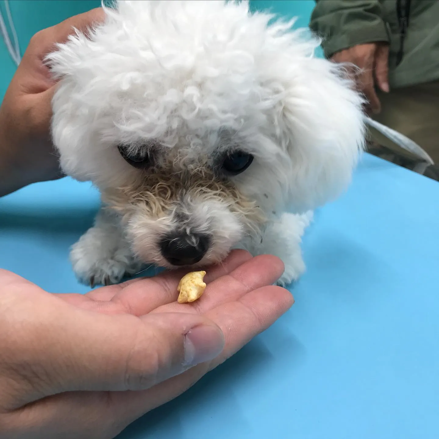 【パピーパーティー】