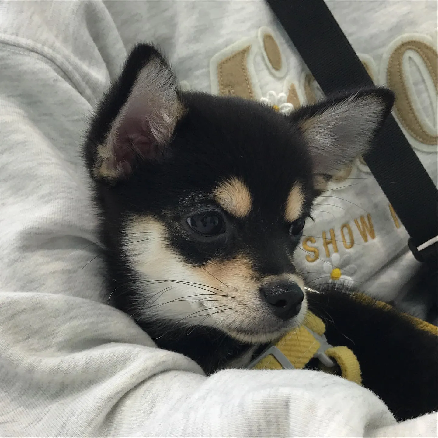 【パピーパーティー】