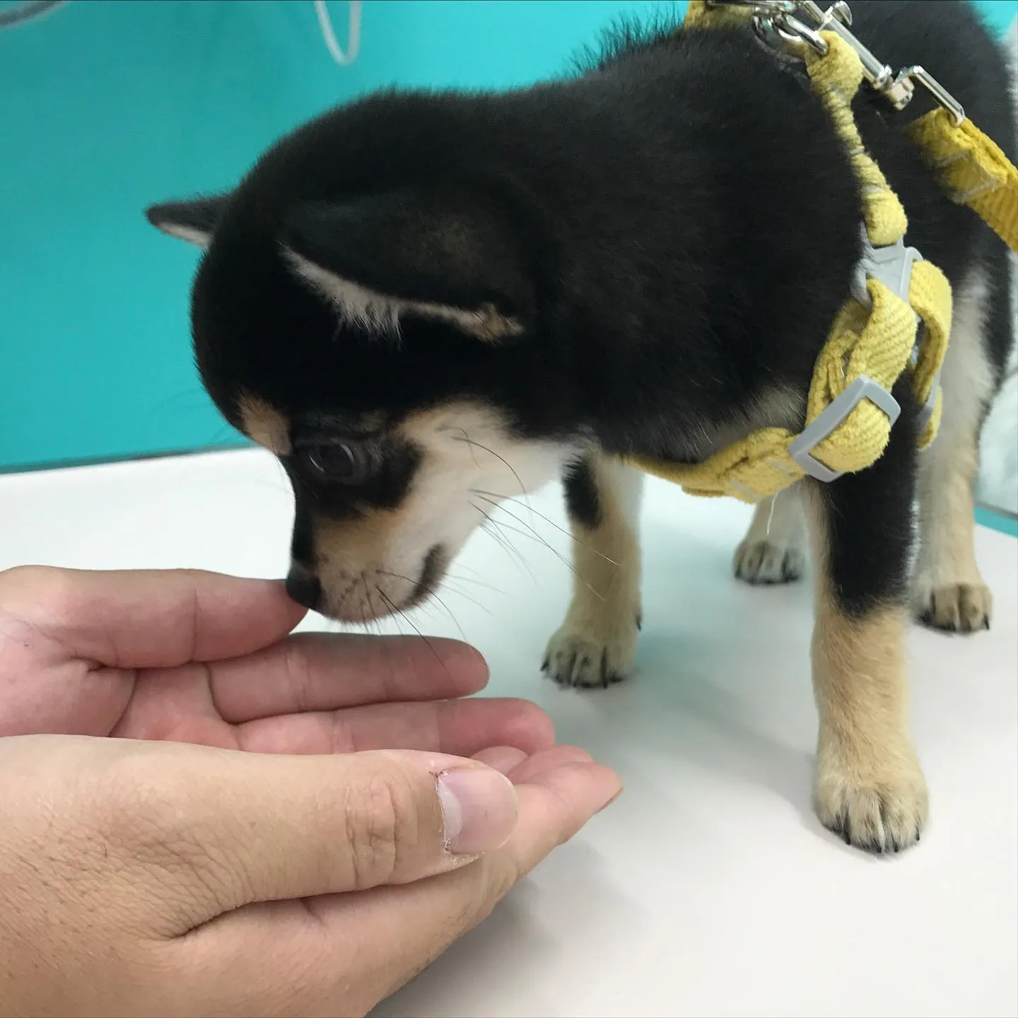 【パピーパーティー】