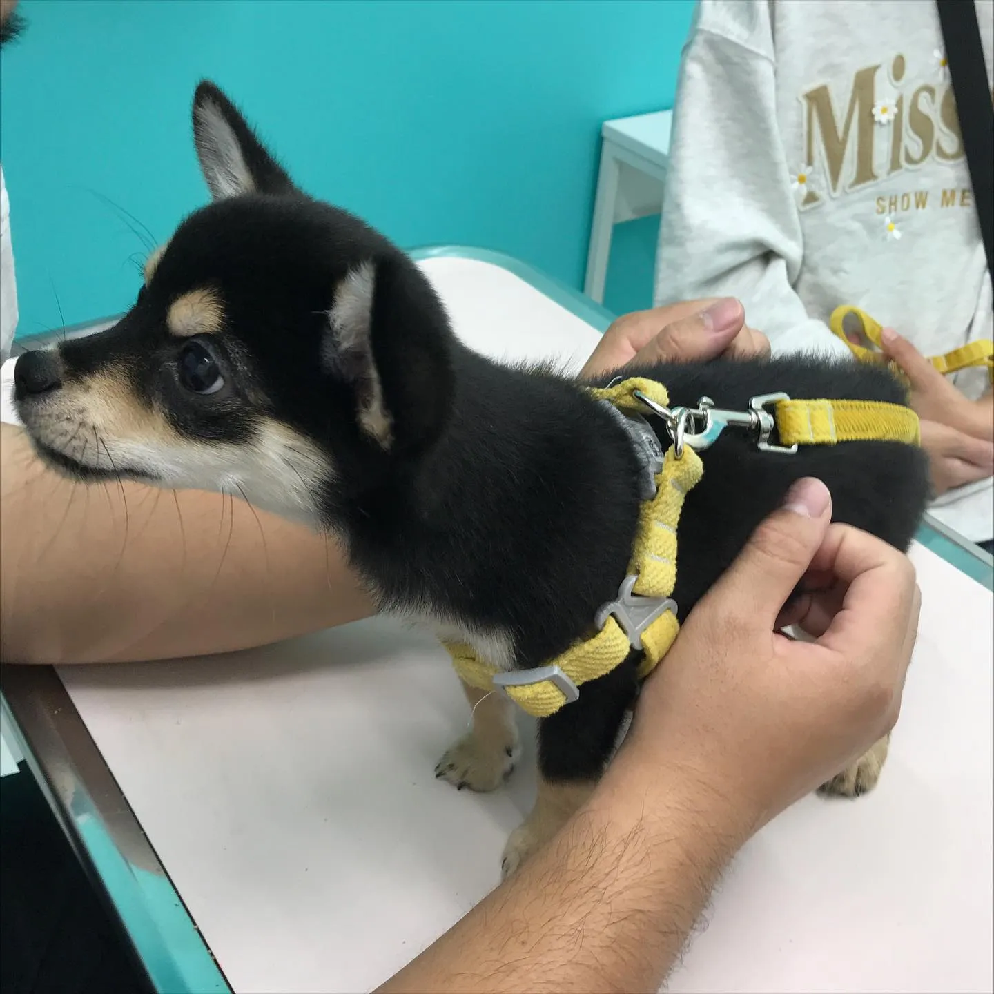 【パピーパーティー】