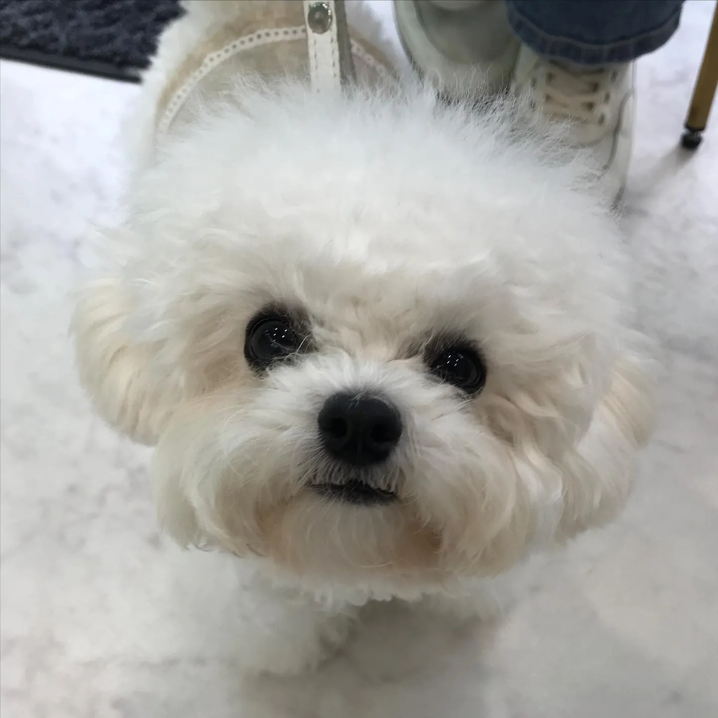 【パピーパーティー】