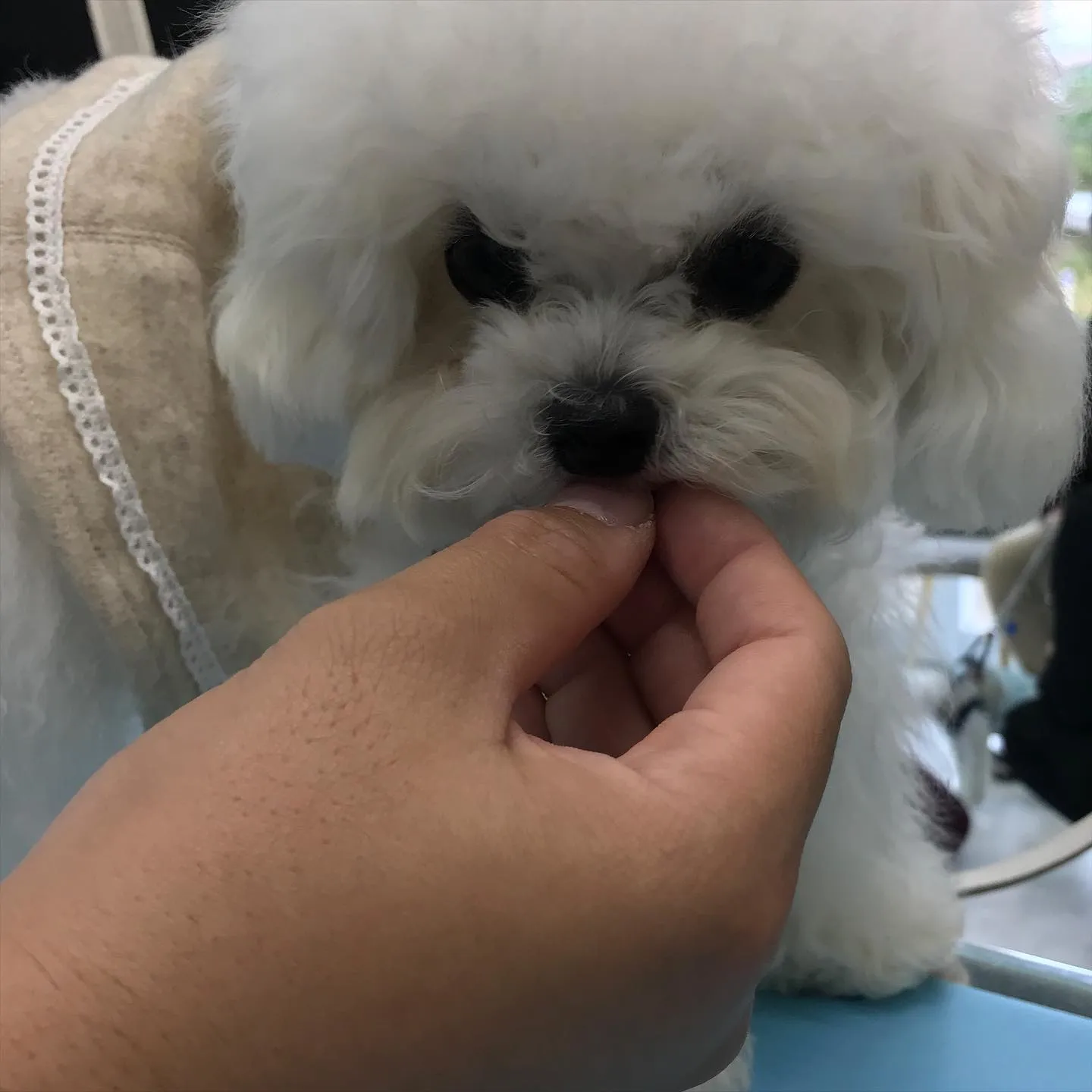 【パピーパーティー】