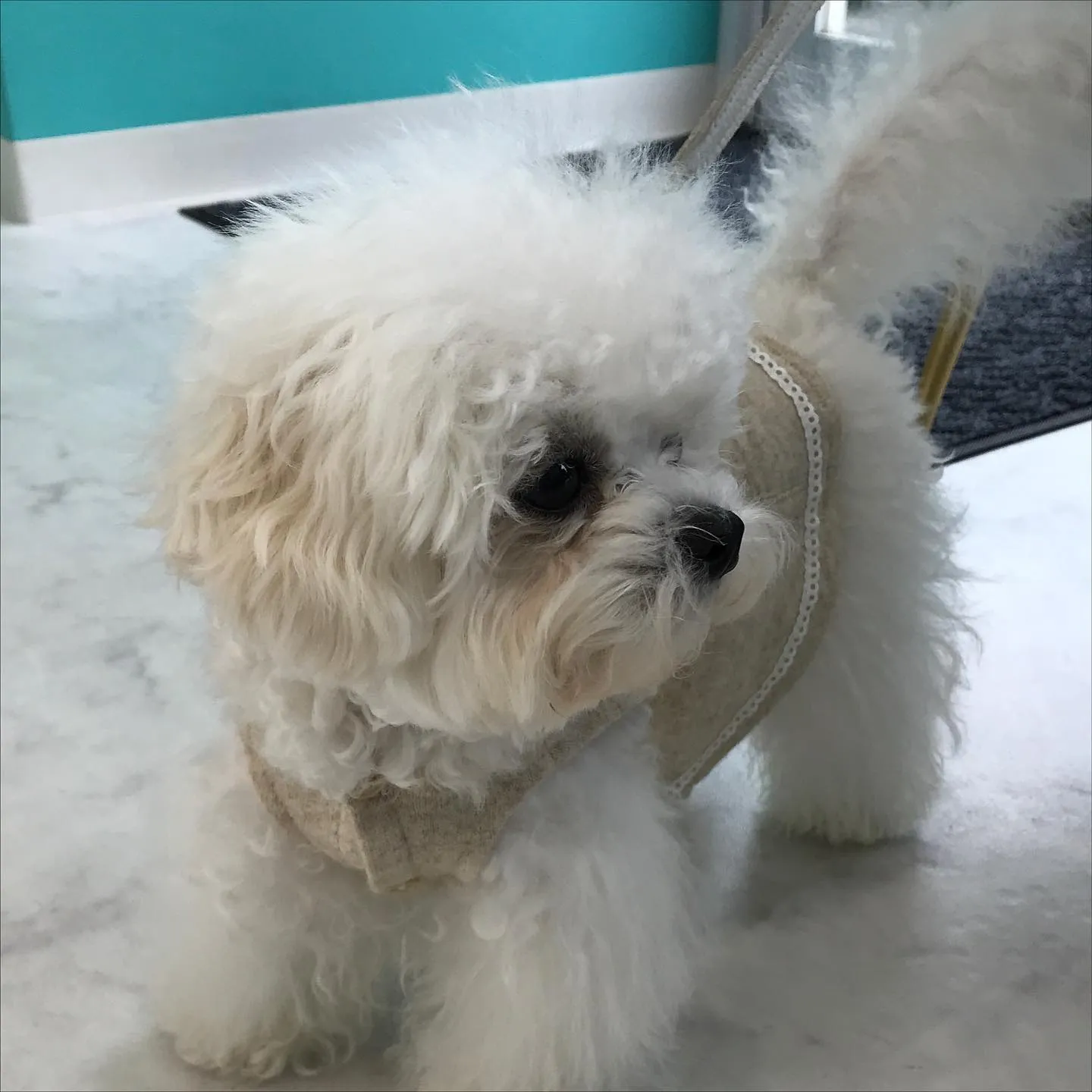 【パピーパーティー】