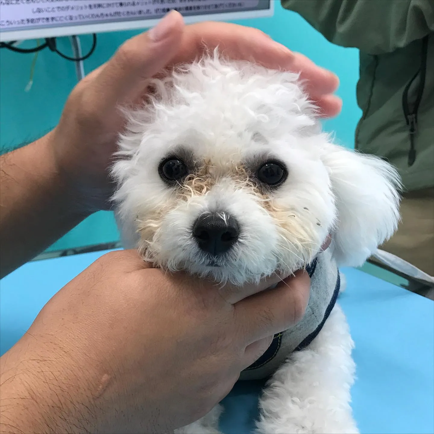 【パピーパーティー】