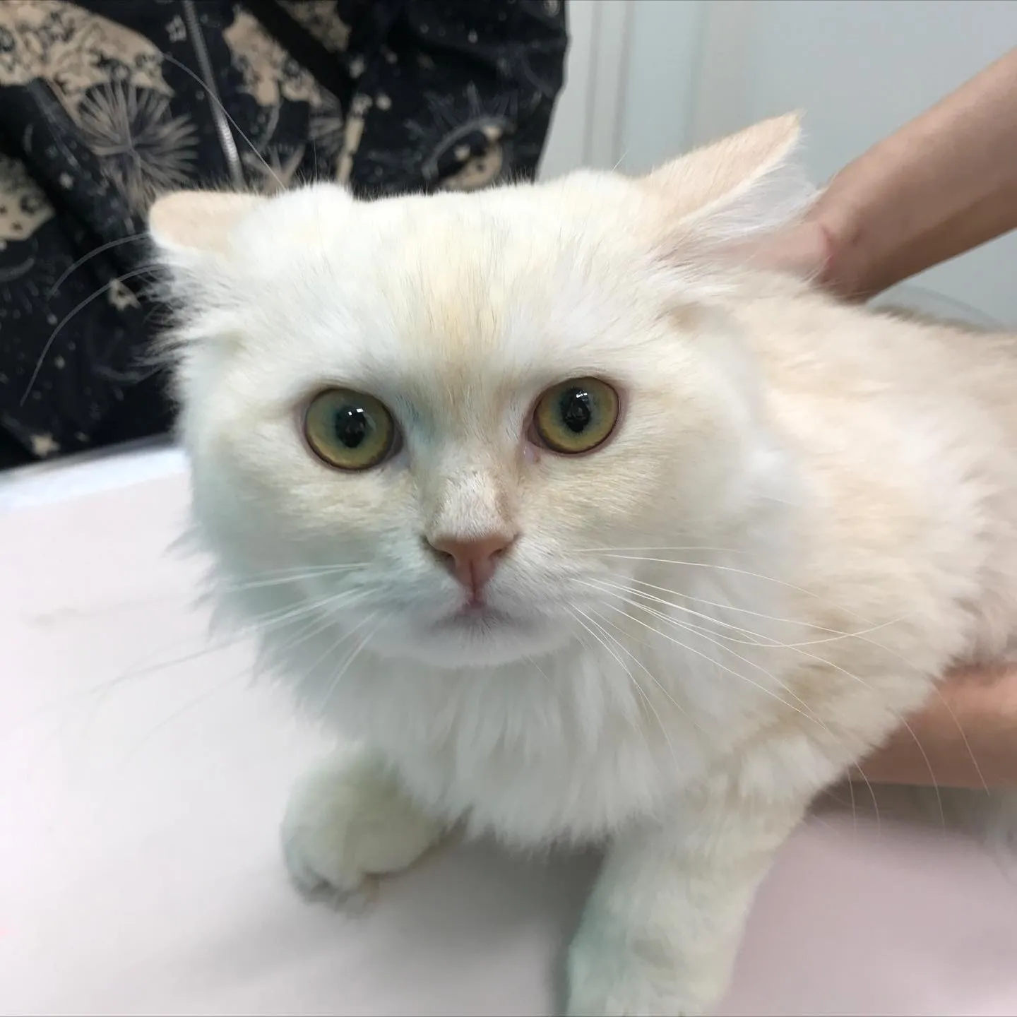 【去勢手術 猫ちゃん】