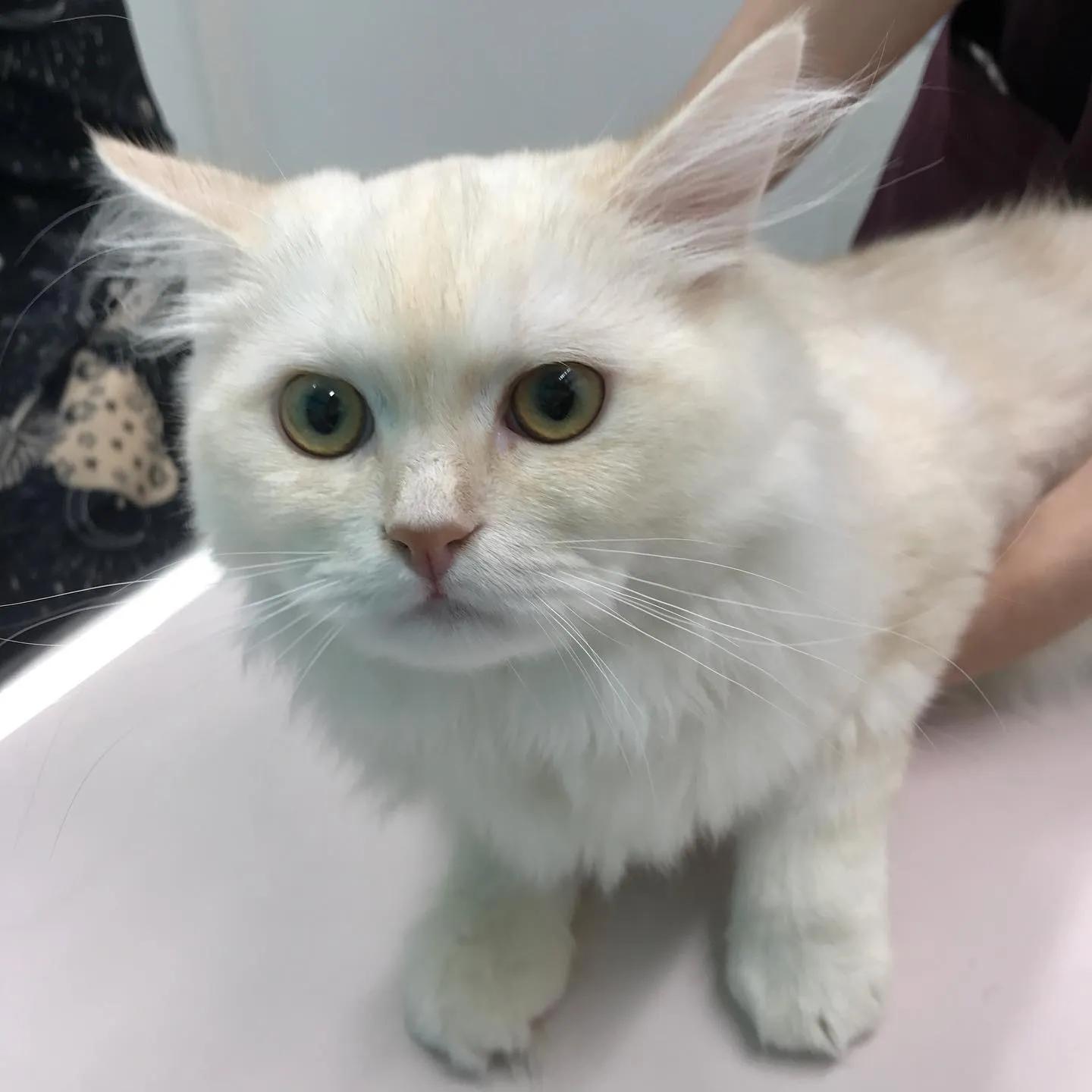 【去勢手術 猫ちゃん】