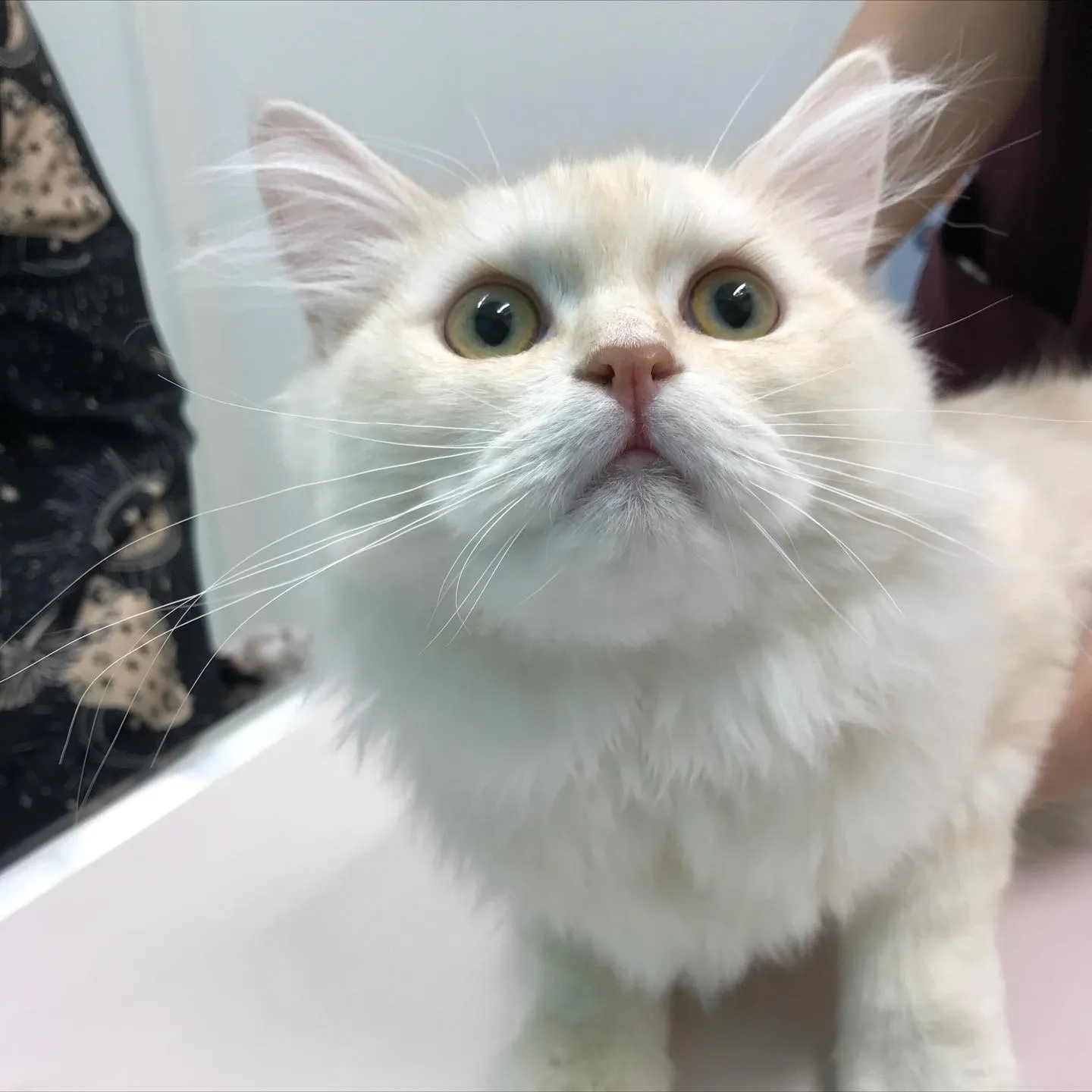 【去勢手術 猫ちゃん】