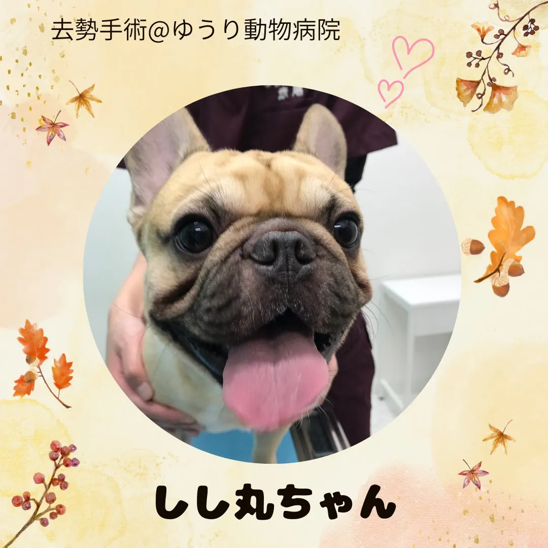 【去勢手術　犬ちゃん】