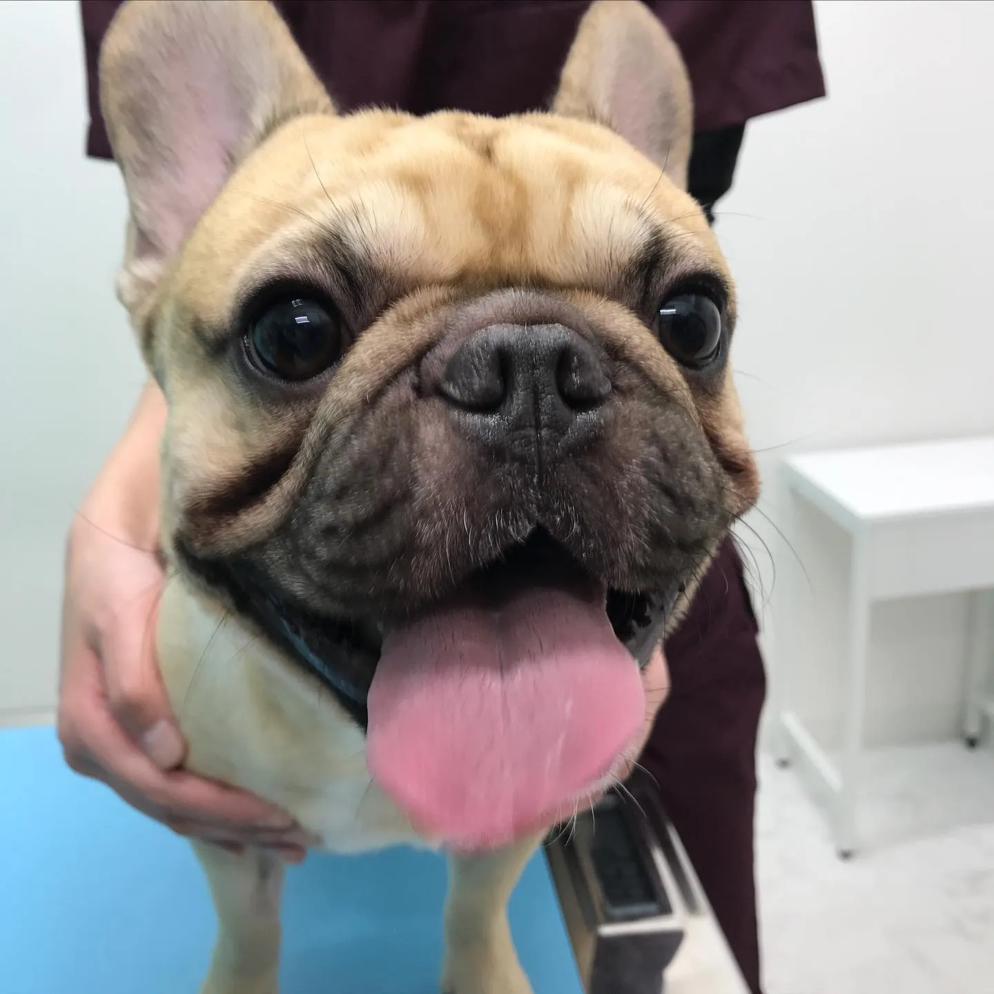【去勢手術　犬ちゃん】