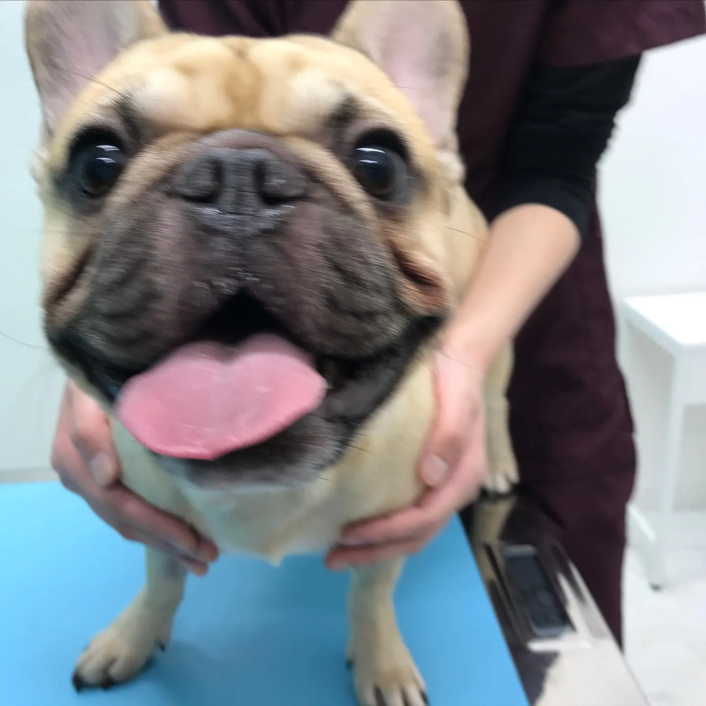 【去勢手術　犬ちゃん】