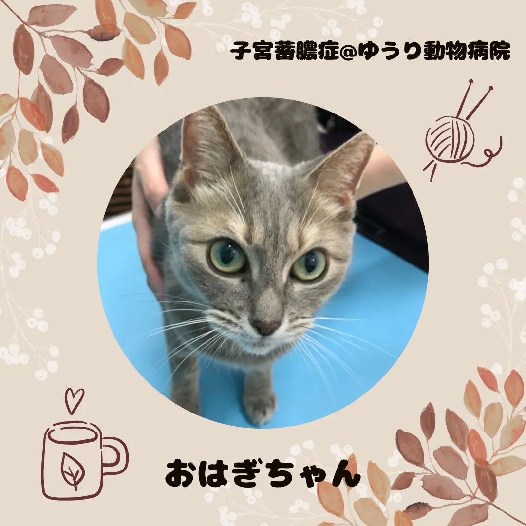 【子宮蓄膿症手術　猫ちゃん】