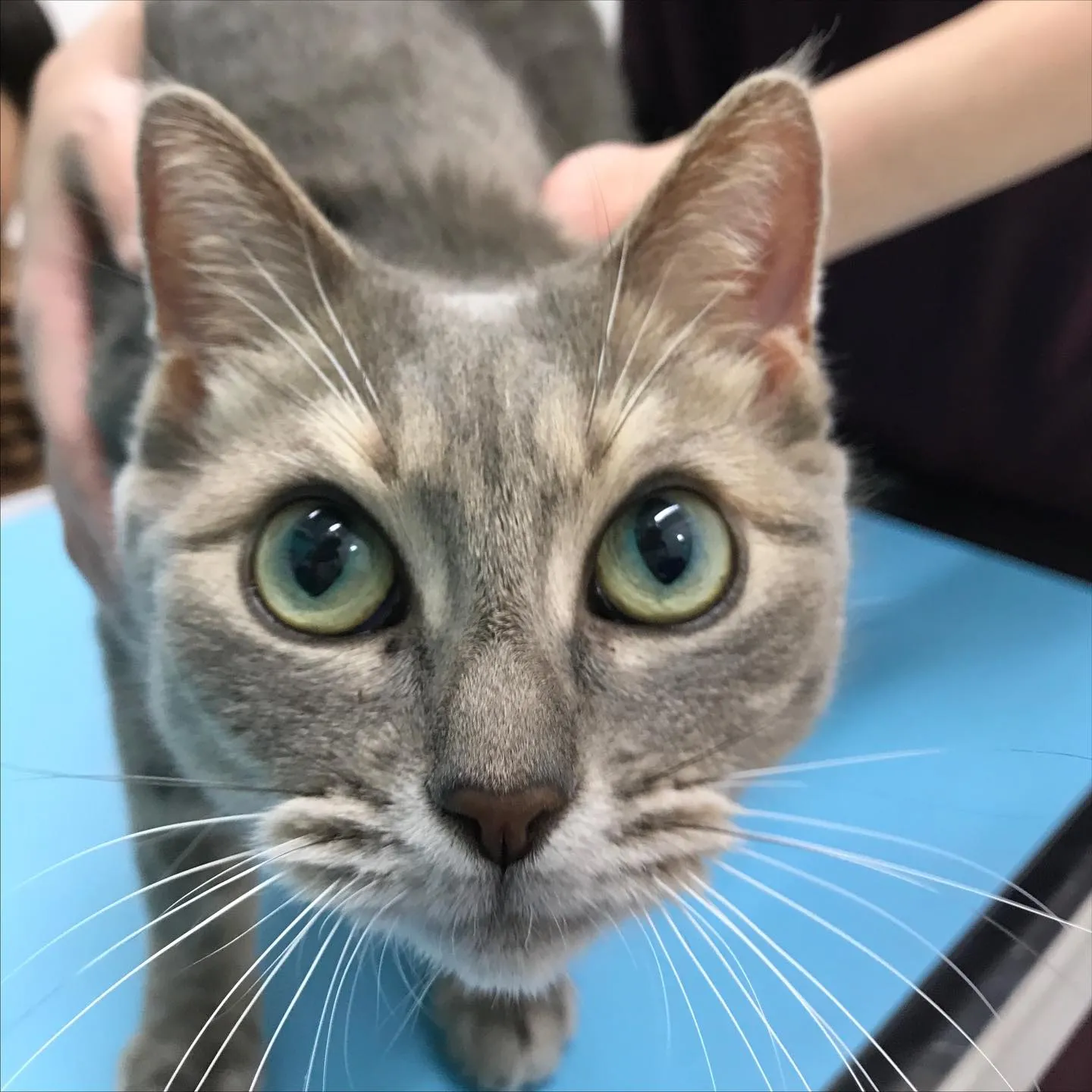 【子宮蓄膿症手術 猫ちゃん】