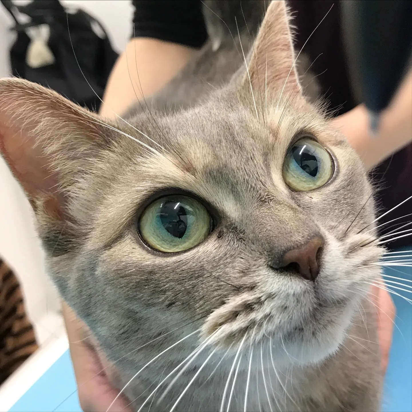 【子宮蓄膿症手術 猫ちゃん】