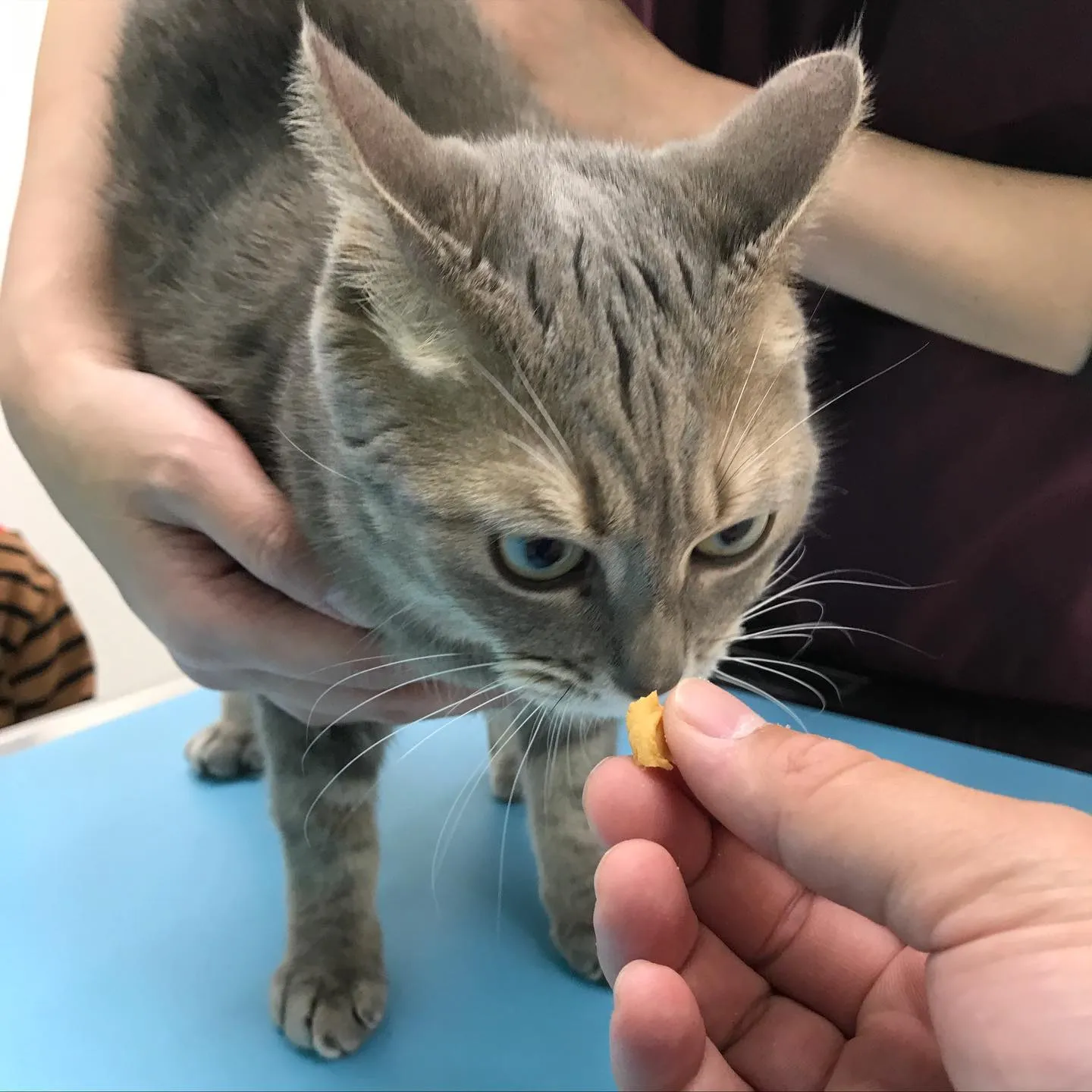 【子宮蓄膿症手術 猫ちゃん】