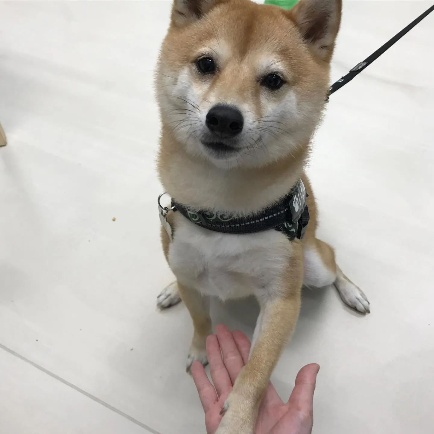 【ペットホテル　犬ちゃん】