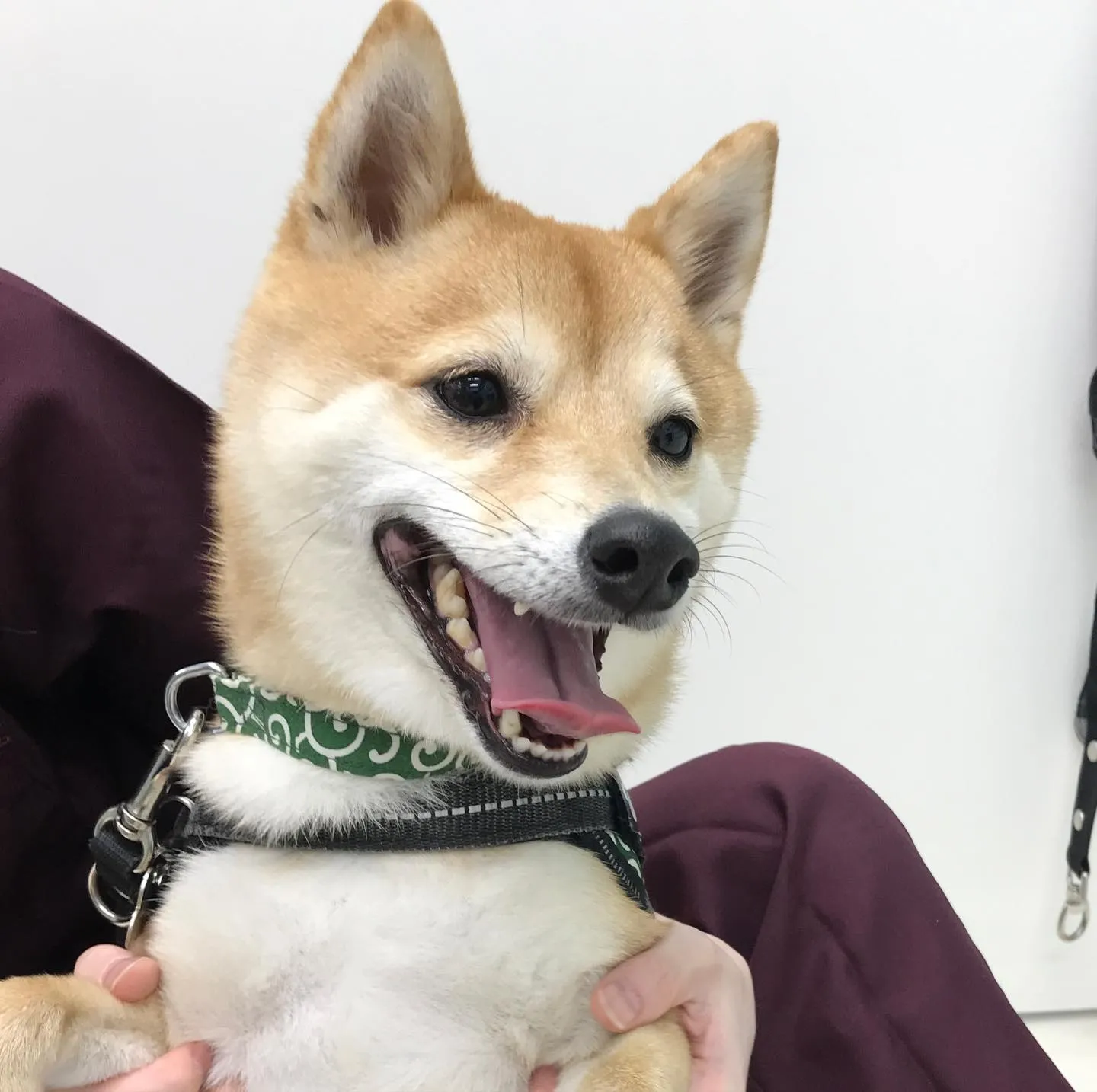 【ペットホテル　犬ちゃん】