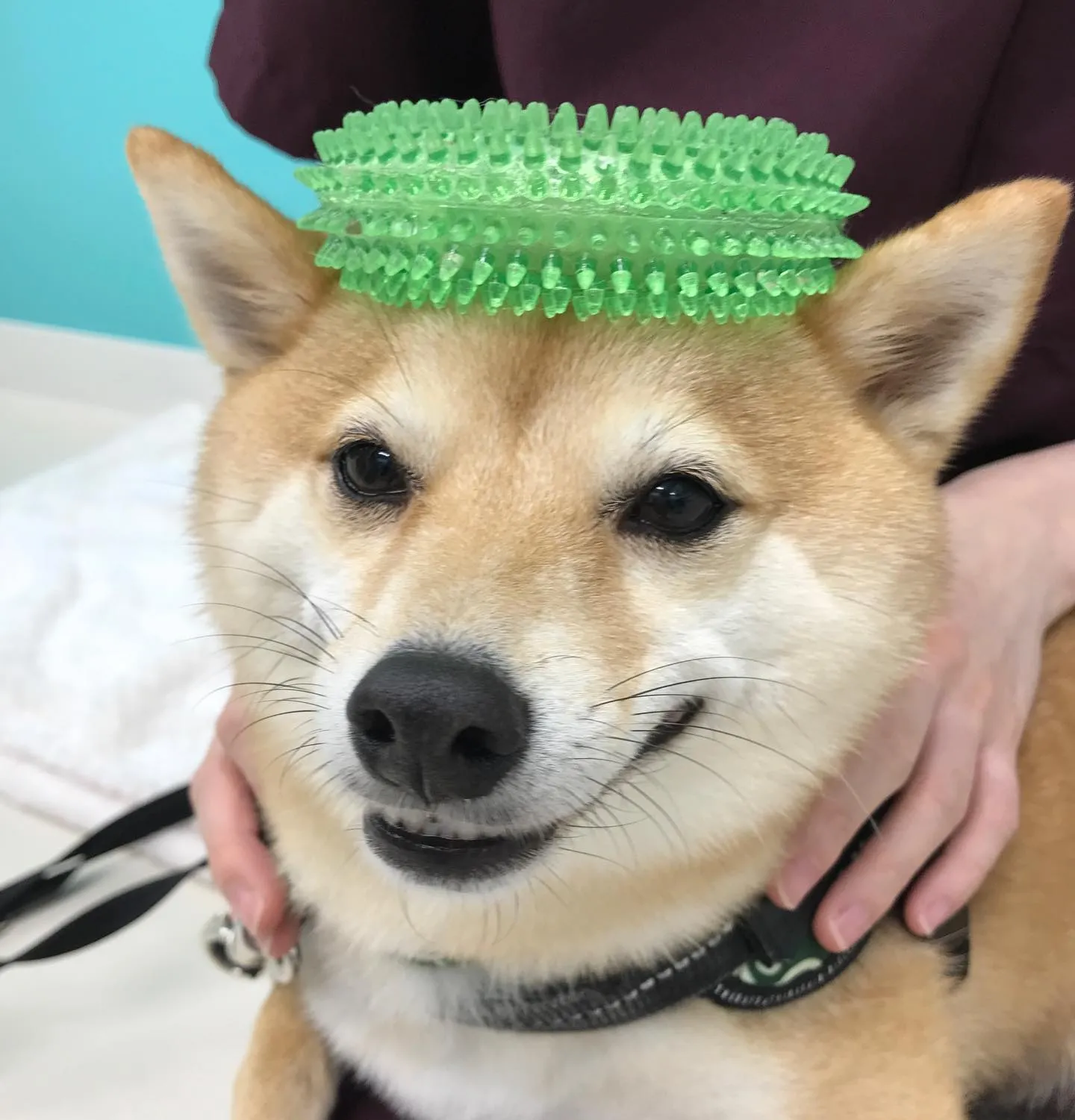 【ペットホテル　犬ちゃん】