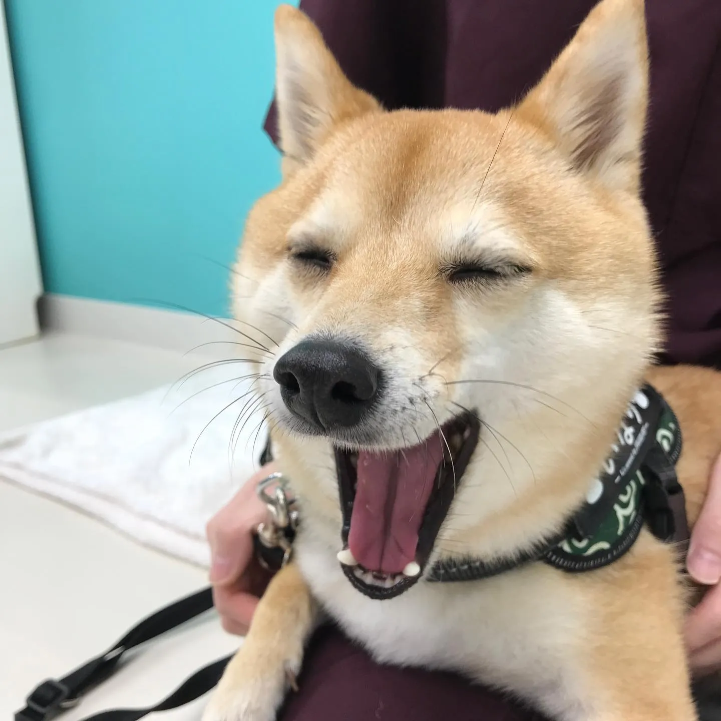 【ペットホテル　犬ちゃん】