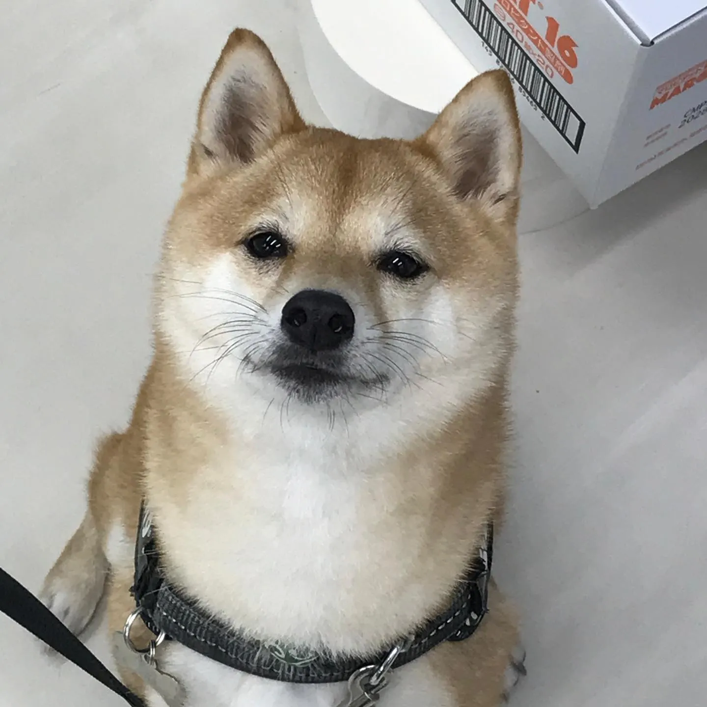 【ペットホテル　犬ちゃん】