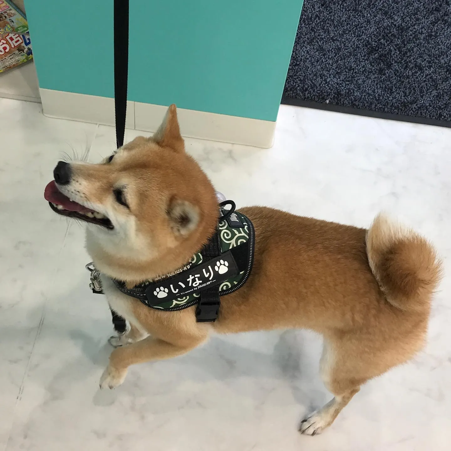 【ペットホテル　犬ちゃん】