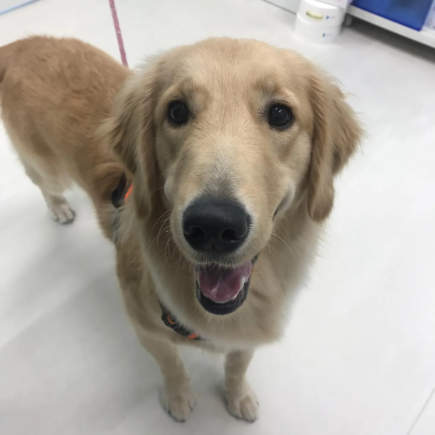 【ペットホテル 犬ちゃん】