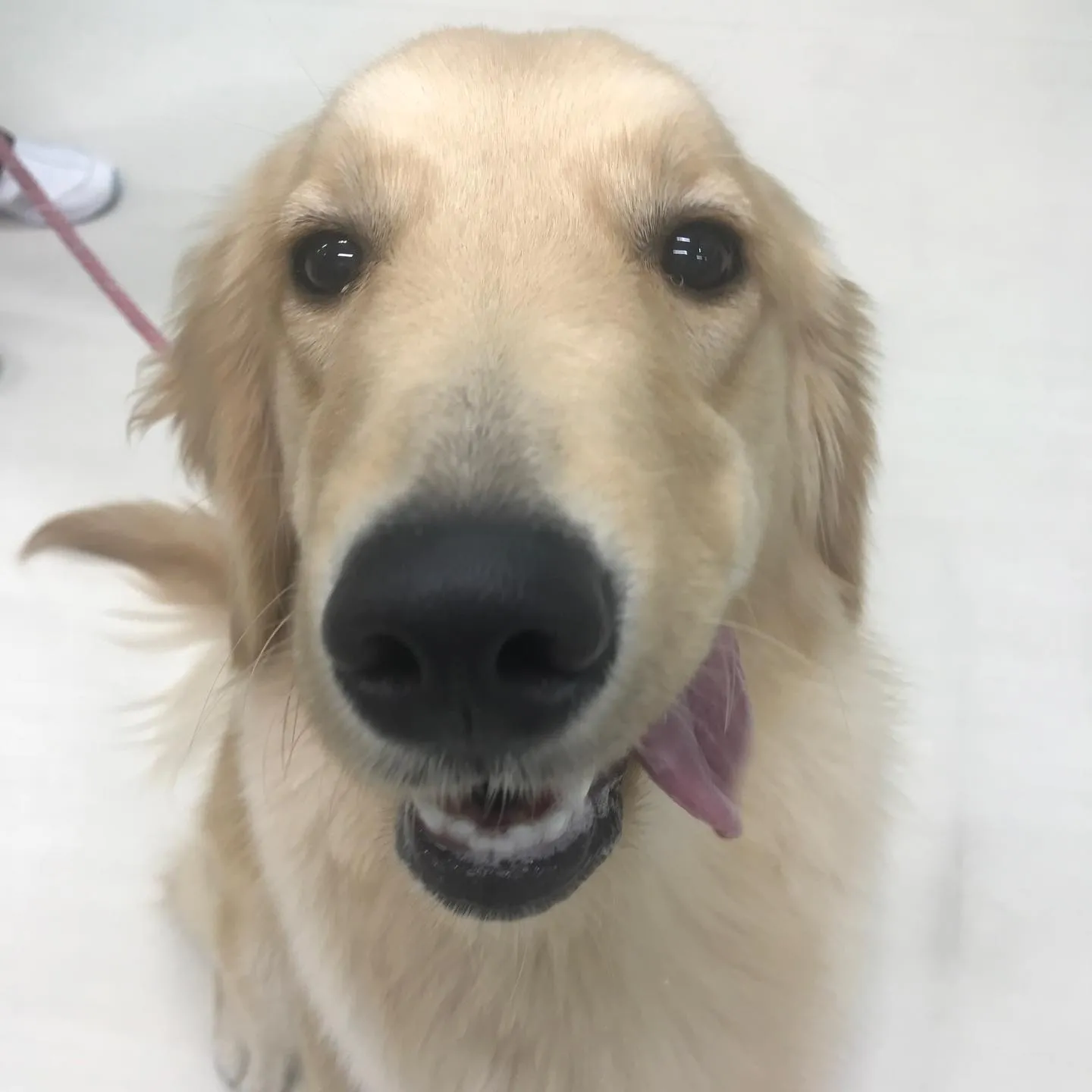 【ペットホテル 犬ちゃん】