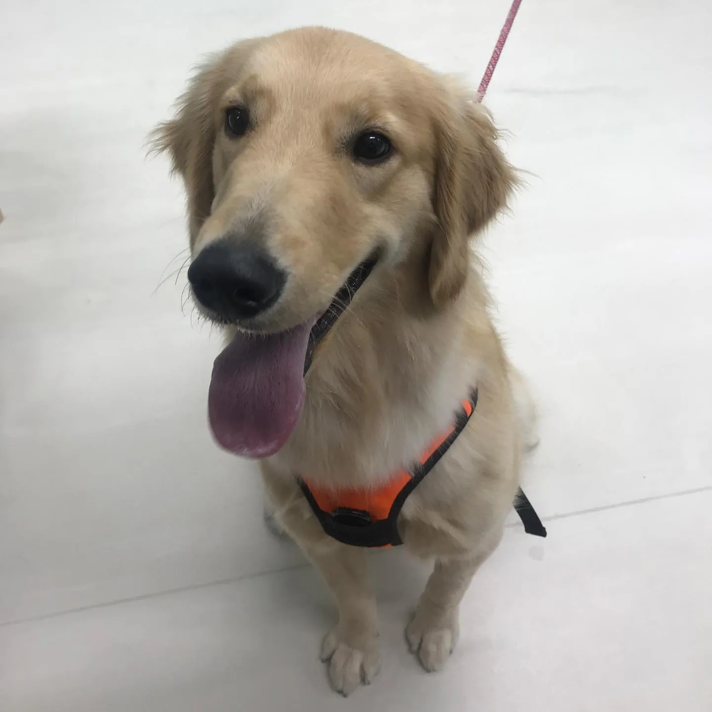 【ペットホテル 犬ちゃん】