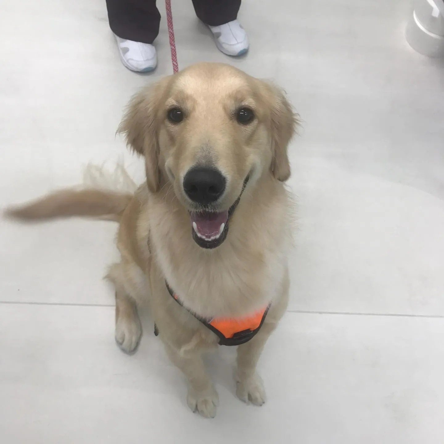 【ペットホテル 犬ちゃん】