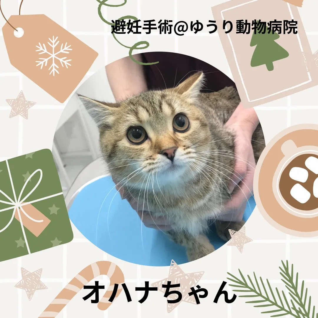 【避妊手術　猫ちゃん】