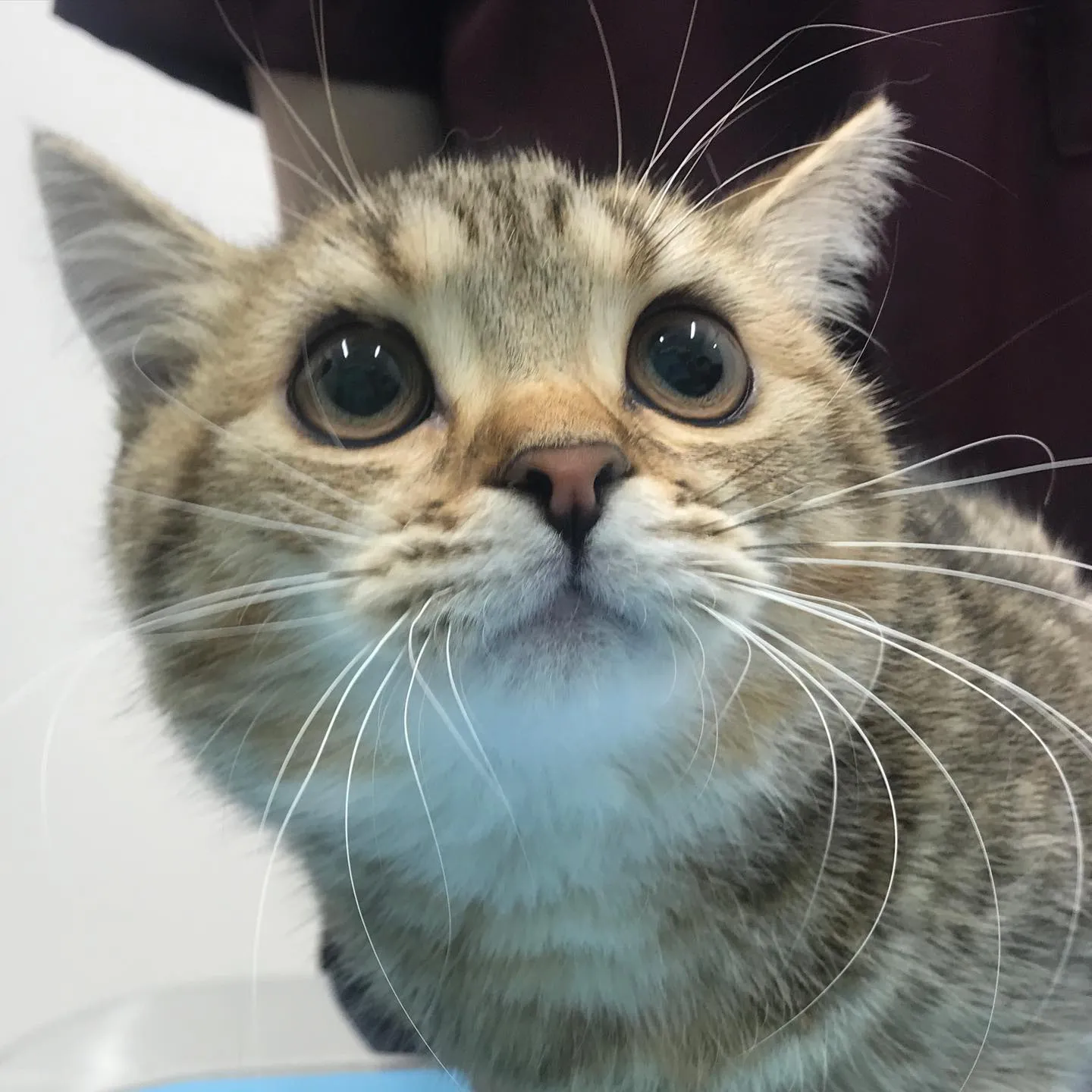 【避妊手術　猫ちゃん】