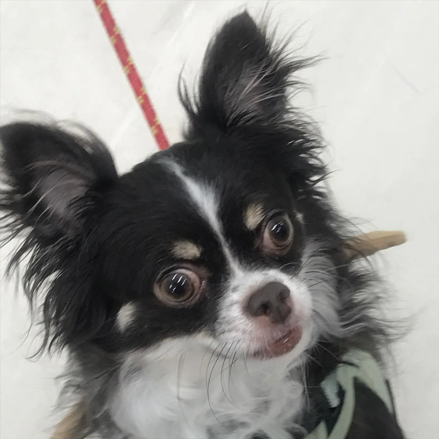 【ペットホテル　犬ちゃん•猫ちゃん】