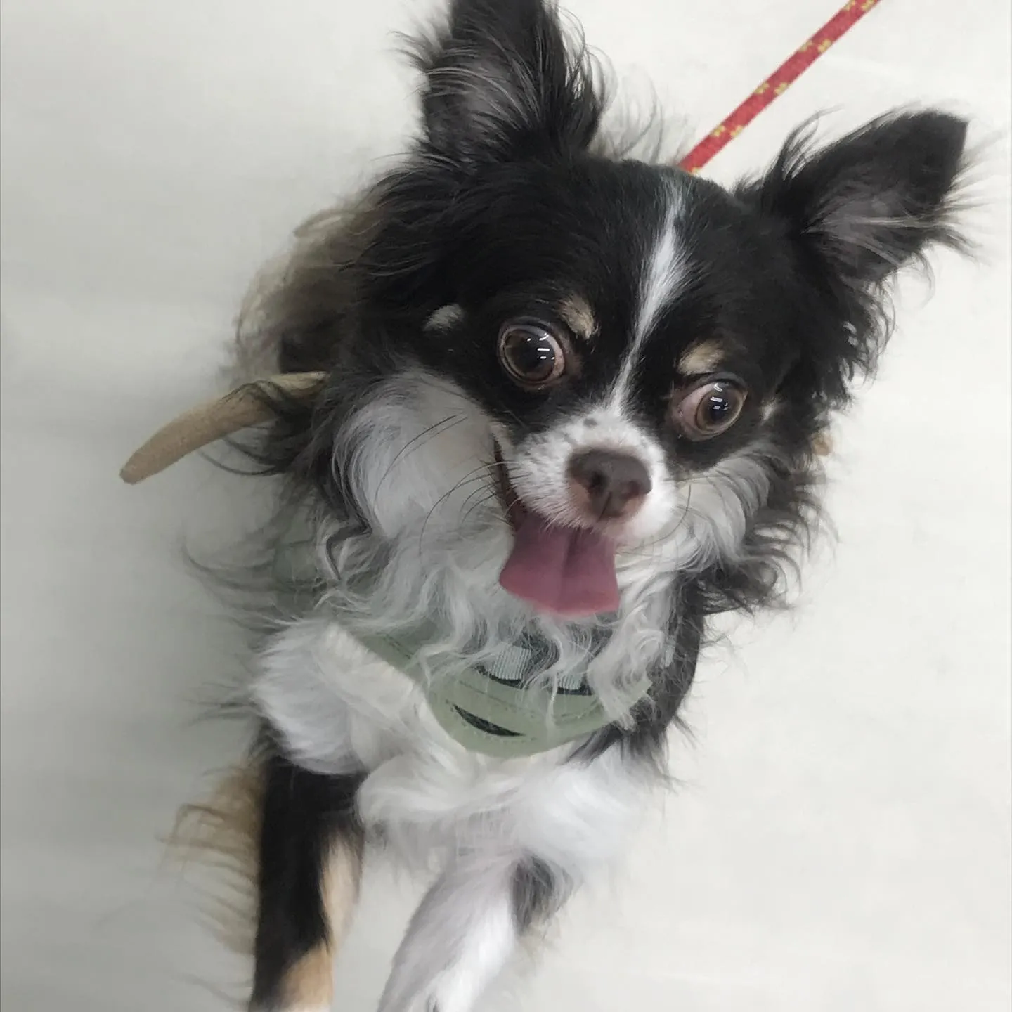 【ペットホテル　犬ちゃん•猫ちゃん】