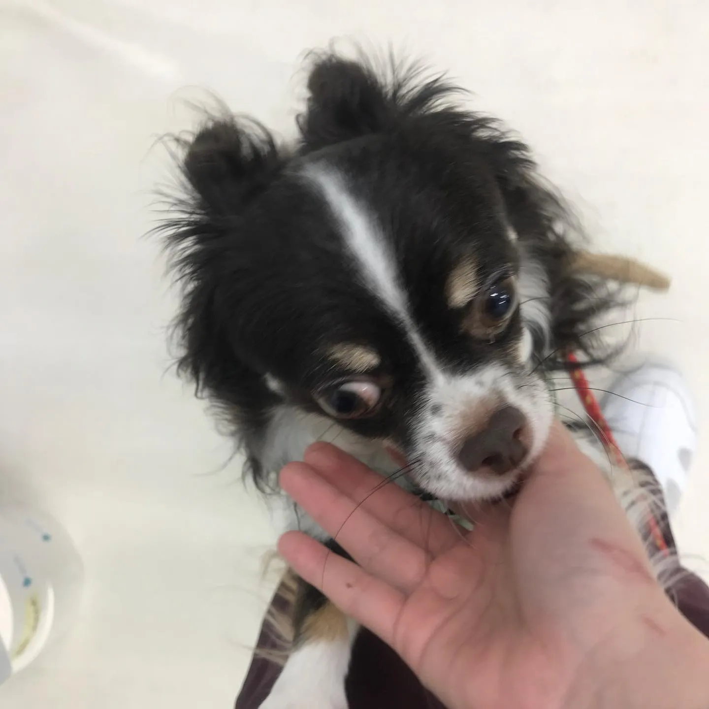 【ペットホテル　犬ちゃん•猫ちゃん】